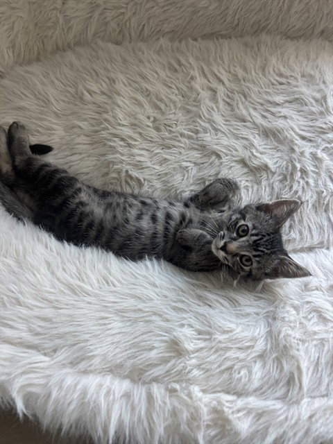 KYLO, Baby Domestic Short Hair (medium coat), cat for adoption in Redondo Beach, California
