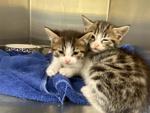 HANNAH, Baby Domestic Medium Hair (medium coat), cat for adoption in Redondo Beach, California