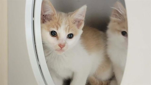 CABEN, Baby Domestic Short Hair (medium coat), cat for adoption in Redondo Beach, California