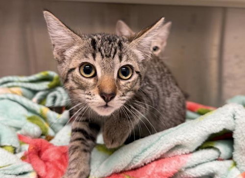 SEAN BEAN, Baby Domestic Short Hair (medium coat), cat for adoption in Redondo Beach, California