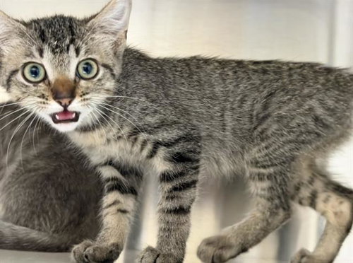 MERYL, Baby Domestic Short Hair (medium coat), cat for adoption in Redondo Beach, California