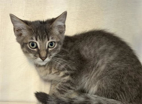 HOPKINS, Baby Domestic Short Hair (medium coat), cat for adoption in Redondo Beach, California