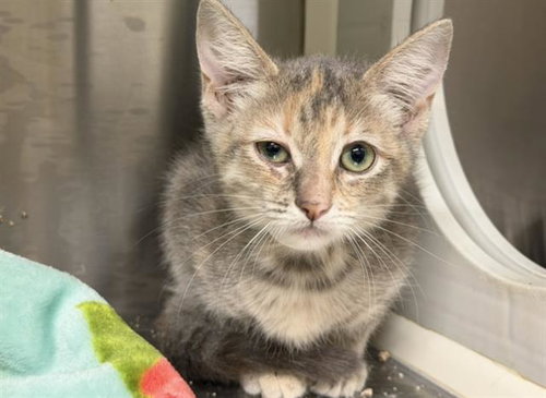 KATHERINE, Baby Domestic Short Hair (medium coat), cat for adoption in Redondo Beach, California