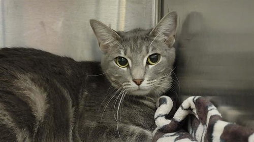 DAKOTA, Adult Domestic Short Hair (medium coat), cat for adoption in Redondo Beach, California