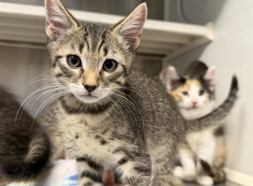 BOAGRIUS, Baby Domestic Short Hair (medium coat), cat for adoption in Redondo Beach, California