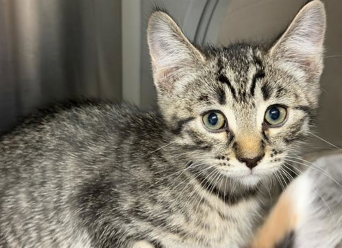 PARIS, Baby Domestic Short Hair (medium coat), cat for adoption in Redondo Beach, California