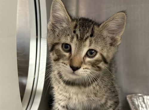 POSEIDON, Baby Domestic Short Hair (medium coat), cat for adoption in Redondo Beach, California