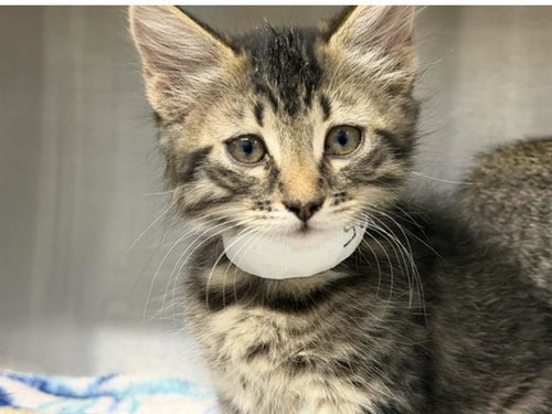 ANDROMEDA, Baby Domestic Short Hair (medium coat), cat for adoption in Redondo Beach, California