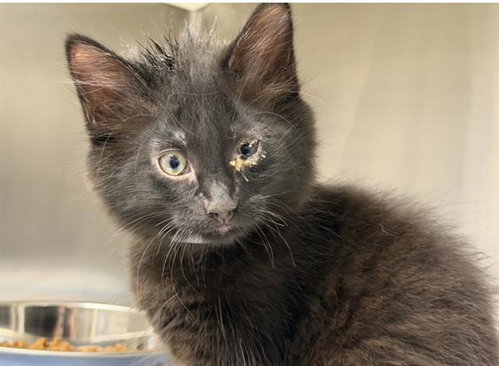 PENELOPE, Baby Domestic Short Hair (medium coat), cat for adoption in Redondo Beach, California