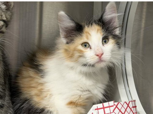 BARBARA, Baby Domestic Short Hair (medium coat), cat for adoption in Redondo Beach, California