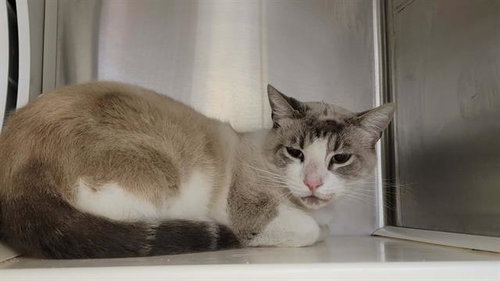 EDGAR, Adult Domestic Short Hair (medium coat), cat for adoption in Redondo Beach, California