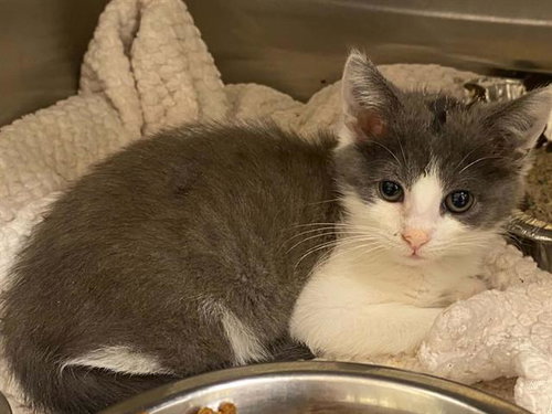 CANDY GIRL, Baby Domestic Short Hair (medium coat), cat for adoption in Redondo Beach, California