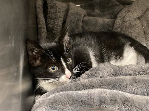 TROY, Baby Domestic Short Hair (medium coat), cat for adoption in Redondo Beach, California