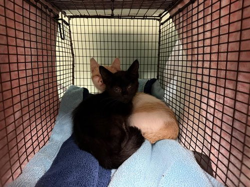 AJAX, Baby Domestic Short Hair (medium coat), cat for adoption in Redondo Beach, California