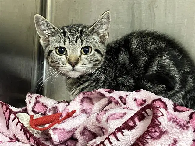 Tabby - Domestic Short Hair