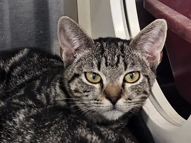 Tabby - Domestic Short Hair