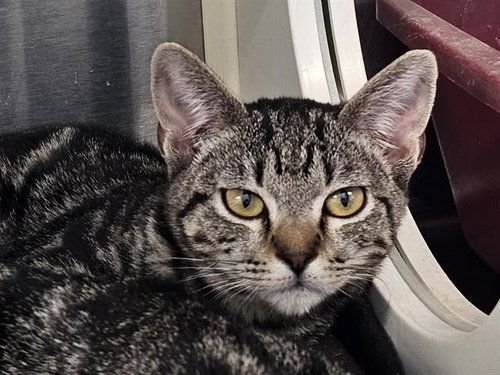 TABBY, a cat for adoption from Orange County Animal Care Center