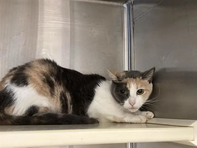Molly - Domestic Short Hair