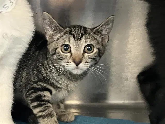 Milly - Domestic Short Hair