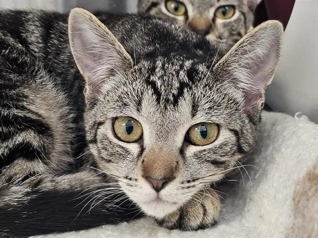 Milly - Domestic Short Hair