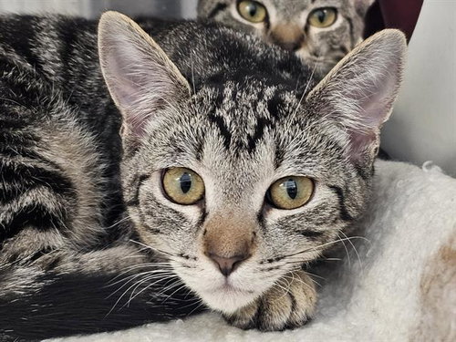 MILLY, a cat for adoption from Orange County Animal Care Center