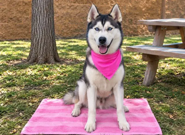 Rapidash - Siberian Husky