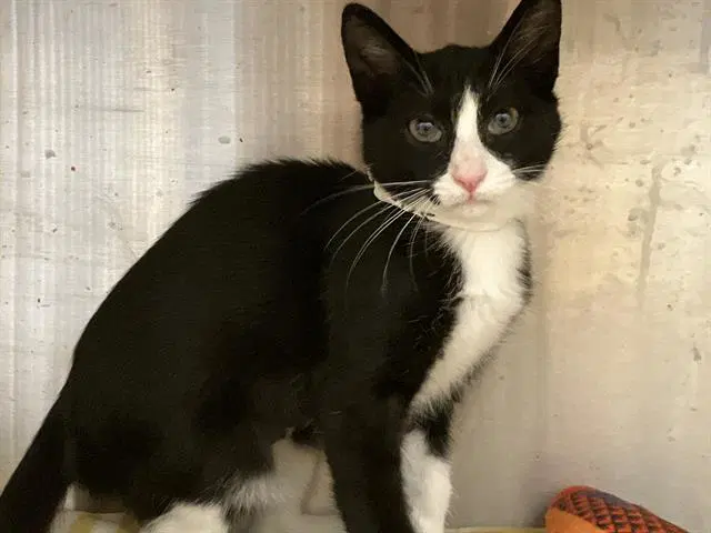 Jillian - Domestic Short Hair