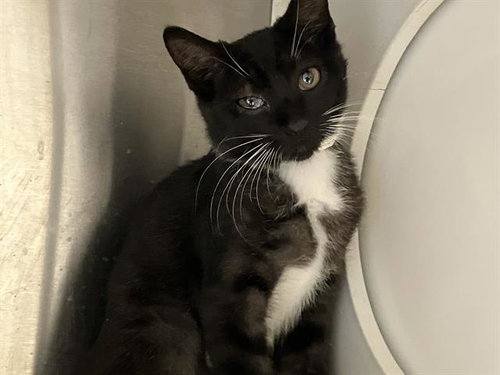 JAZZY, a cat for adoption from Orange County Animal Care Center
