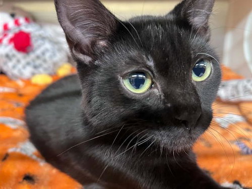 SUZIE Q, a cat for adoption from Orange County Animal Care Center