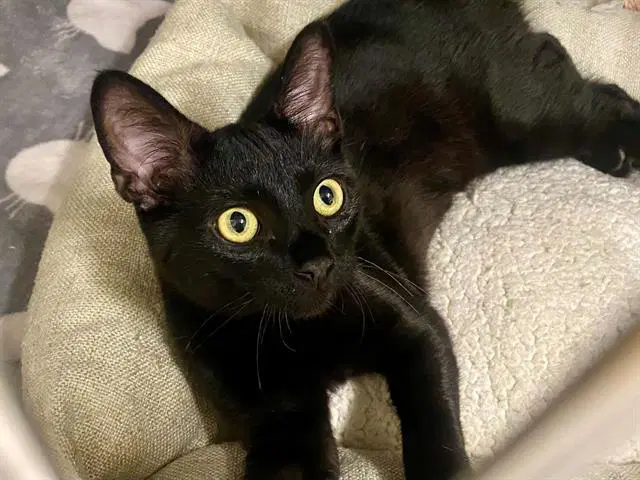 Black Moon - Domestic Short Hair