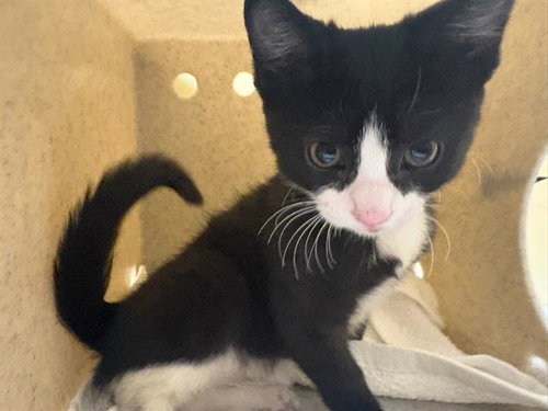 PANDA, an adoptable Domestic Short Hair in Orange, CA