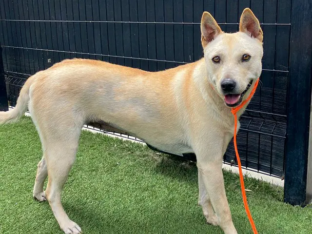 Cali - Jindo (Korean)