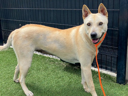 CALI, an adoptable rescue dog
