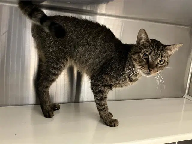 Hama - Domestic Short Hair