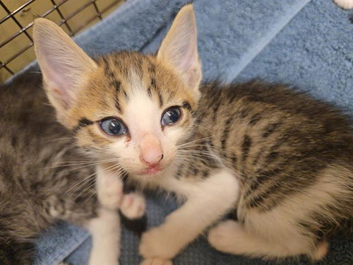 CAGE, an adoptable Domestic Short Hair in Orange, CA