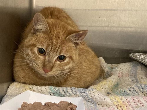 THEODOSIA, an adoptable Domestic Short Hair in Orange, CA