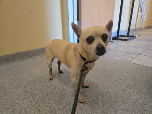 HULK, an adoptable Chihuahua in Orange, CA