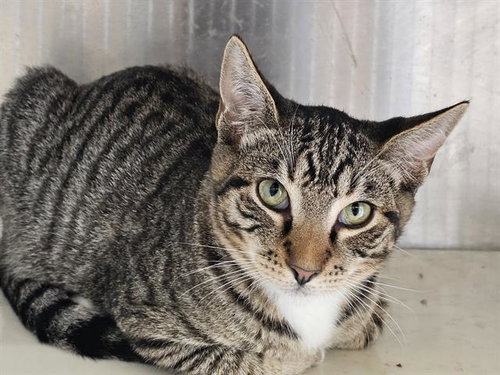 picture of the cat needing adoption