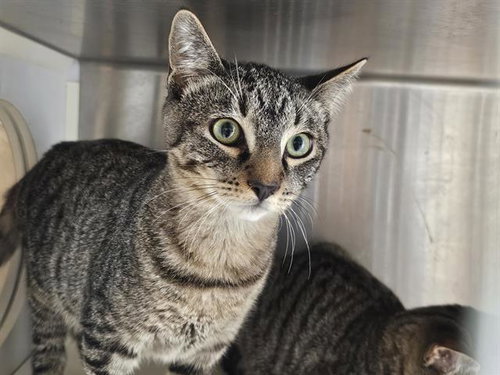 picture of the cat needing adoption