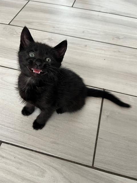 TEDDY, an adoptable Domestic Short Hair in Orange, CA