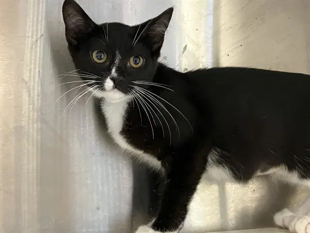 Fifa - Domestic Short Hair