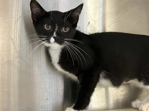 FIFA, a cat for adoption from Orange County Animal Care Center