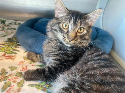 picture of the cat needing adoption
