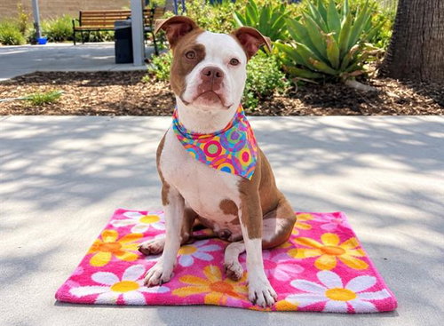picture of the dog needing adoption