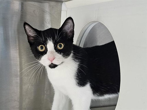 picture of the cat needing adoption