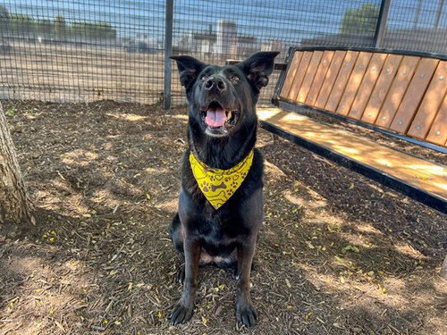 picture of the dog needing adoption