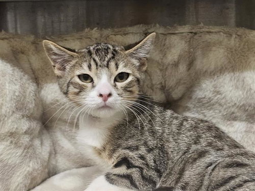 picture of the cat needing adoption