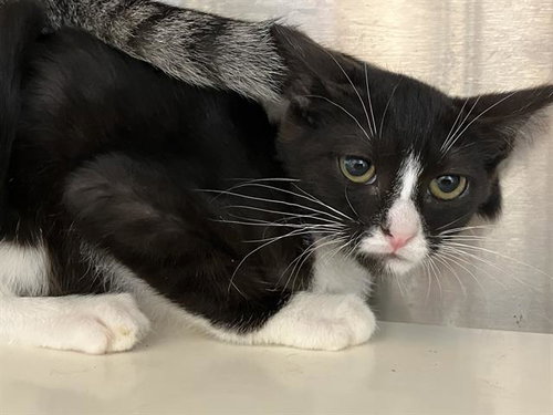 picture of the cat needing adoption