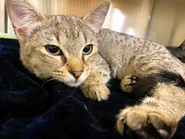 Paris - Domestic Short Hair