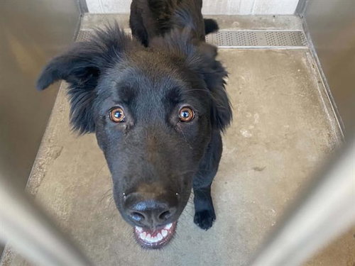 FREDDIE, an adoptable Flat-coated Retriever in Orange, CA